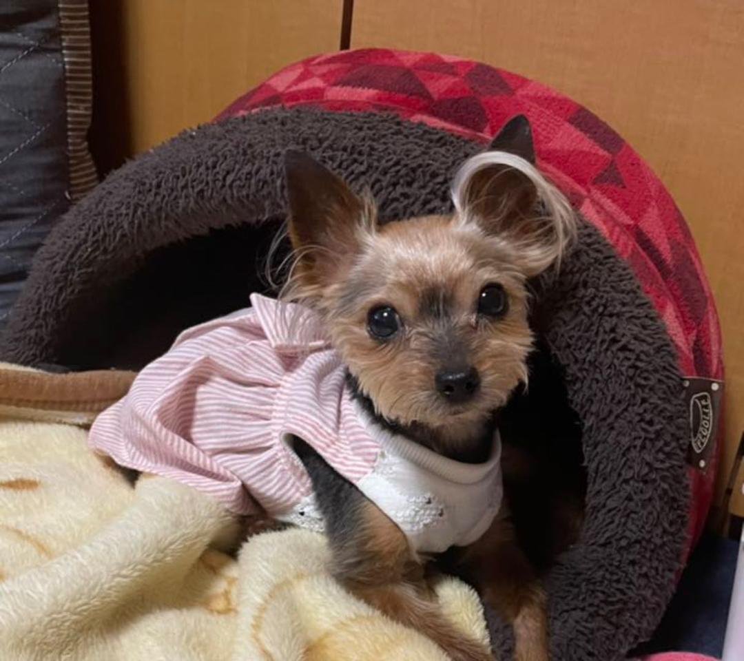 ハンドメイド犬服 ハイウエストリボンワンピ☆色違いあり