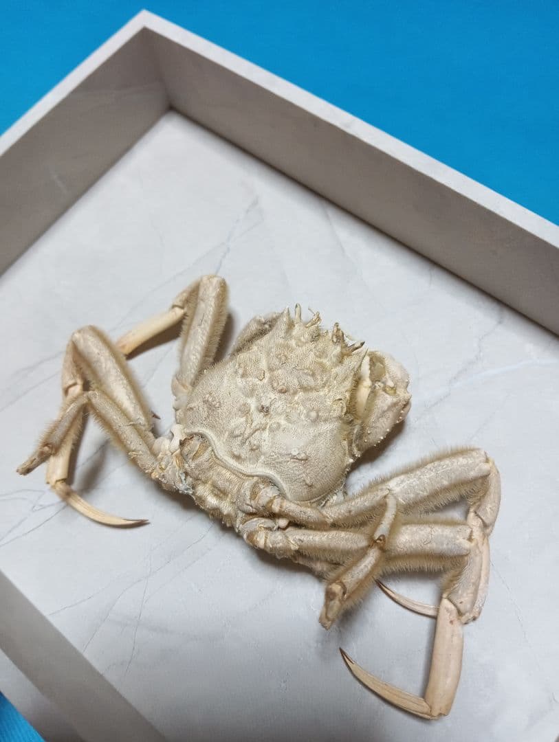 人面蟹稀少源平合戦古戦場平家武者怨霊立体リアルヘイケガニ科平家蟹標本