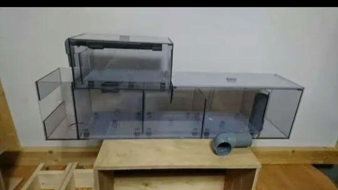 将軍 Mサイズ(浮) 高・低水温 白地保護 錦鯉