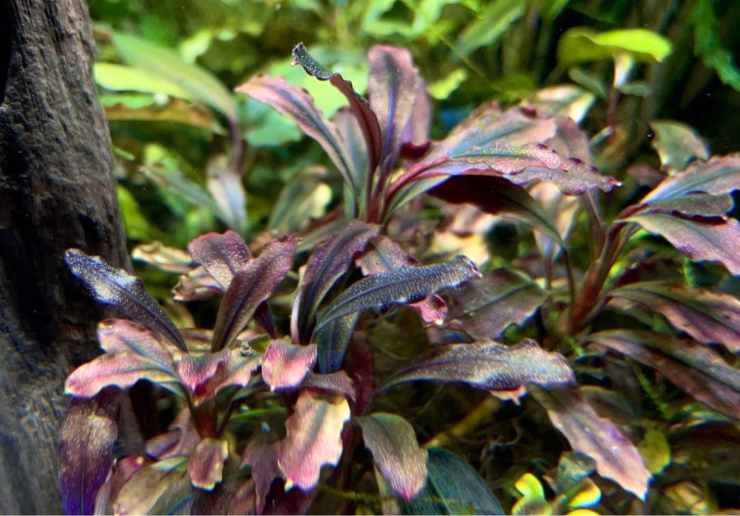 ブセファランドラブラウニーゴーストカリマンタン水中葉