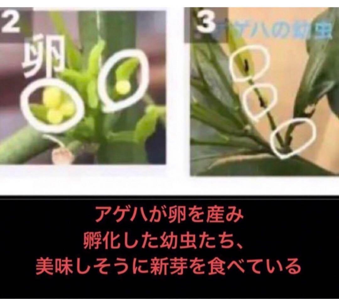 注文用ページ、アゲハ幼虫餌、枝付き(長く日持ちが良い)葉、ランダム