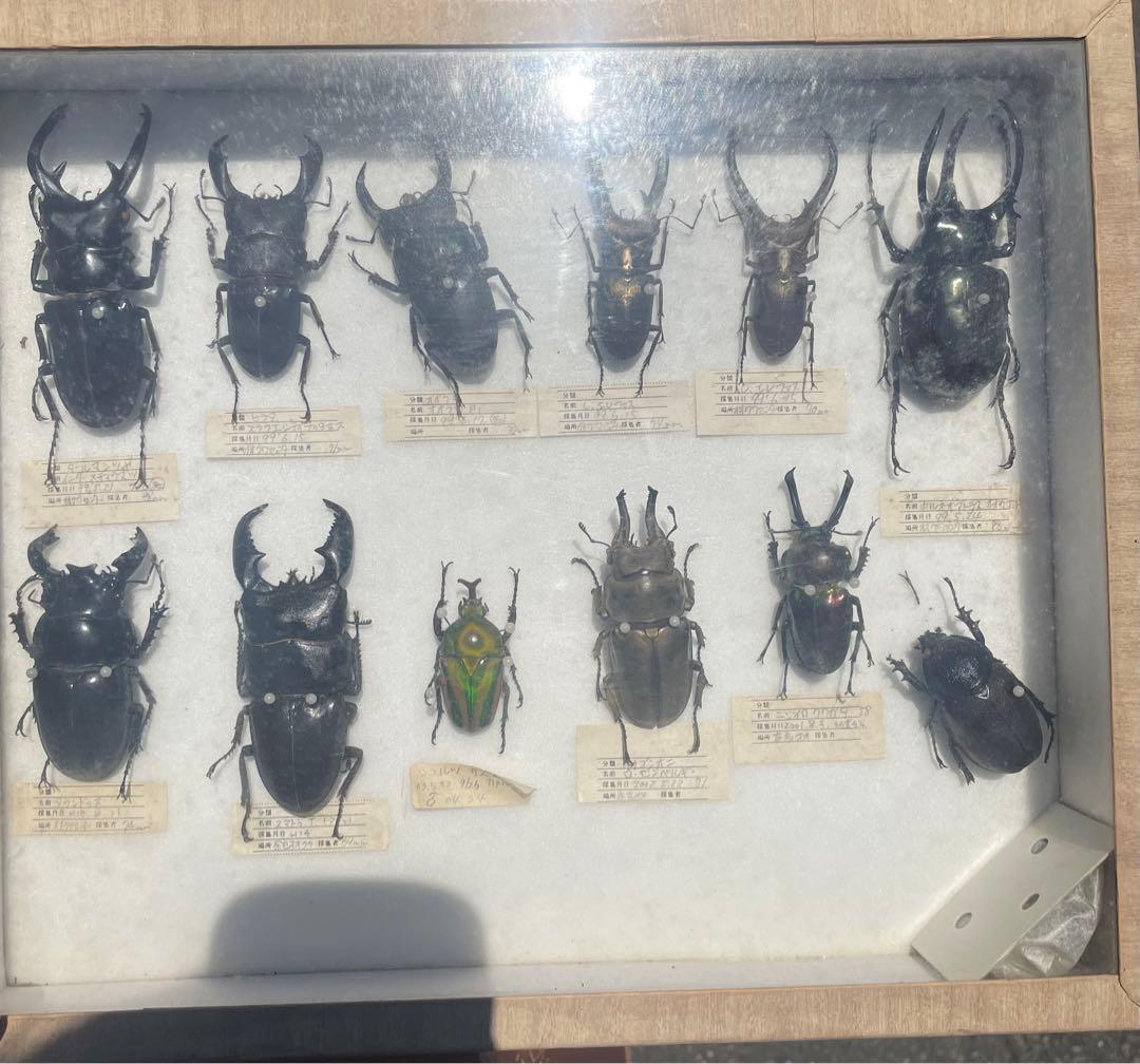 カミキリムシ標本❌2の通販はau PAY マーケット - 輸入雑貨のネット