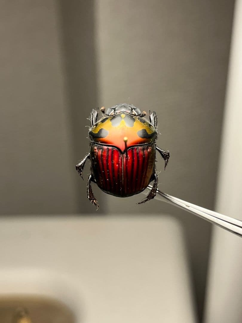 極美真紅】アカツヤダイコクコガネ フンチュウ糞虫昆虫標本甲虫