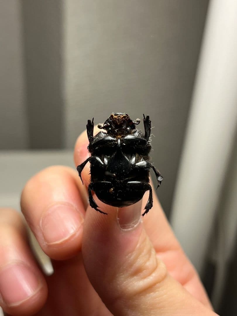 極美真紅】アカツヤダイコクコガネ フンチュウ糞虫昆虫標本甲虫