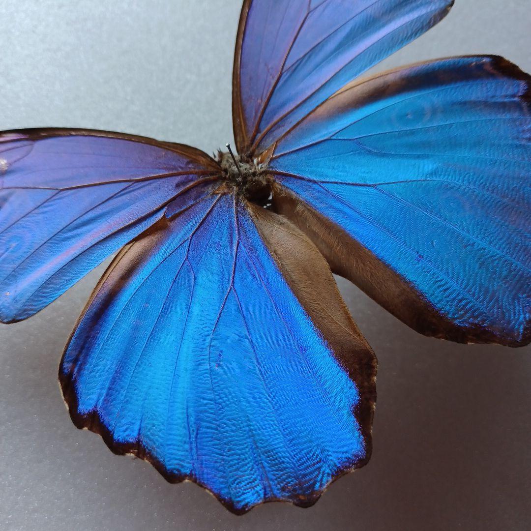 パルナシウス・ハードウィッキー（オス、ネパール産）