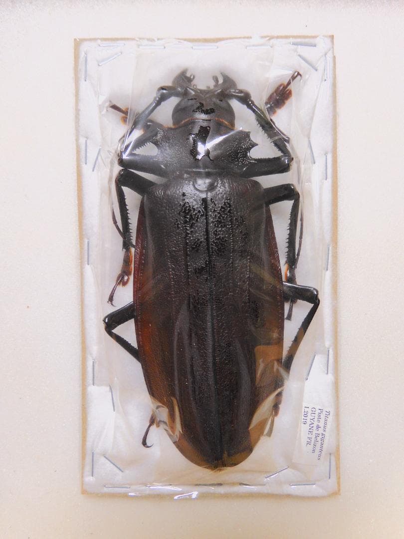 フレンチギアナ産 タイタンオオウスバカミキリ 132mm 新品】【標本