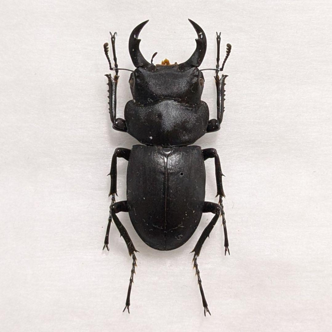 インドネシア産 デキピエンスノコギリクワガタ黒化型 57mm