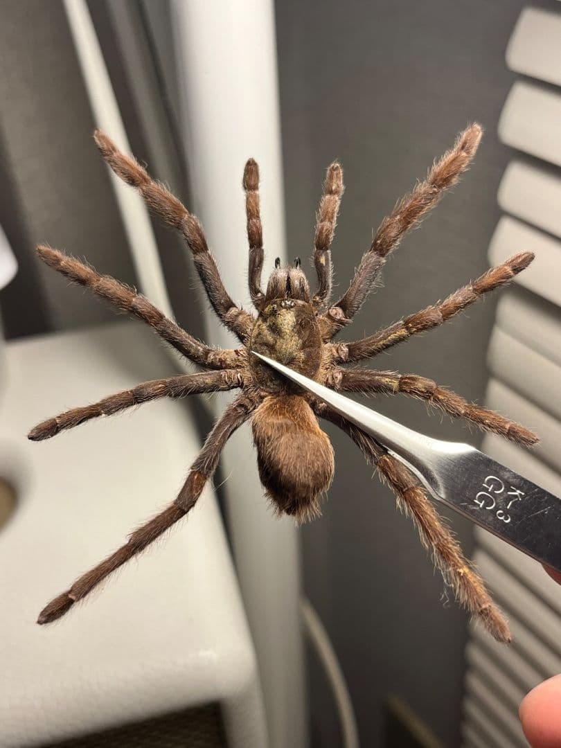 標本】ジャワイエローニー アースタイガー タランチュラホーク ムカデ
