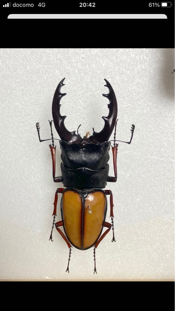 14mm♂】緑シカツノエンマコガネ フンチュウ糞虫昆虫標本の通販はau