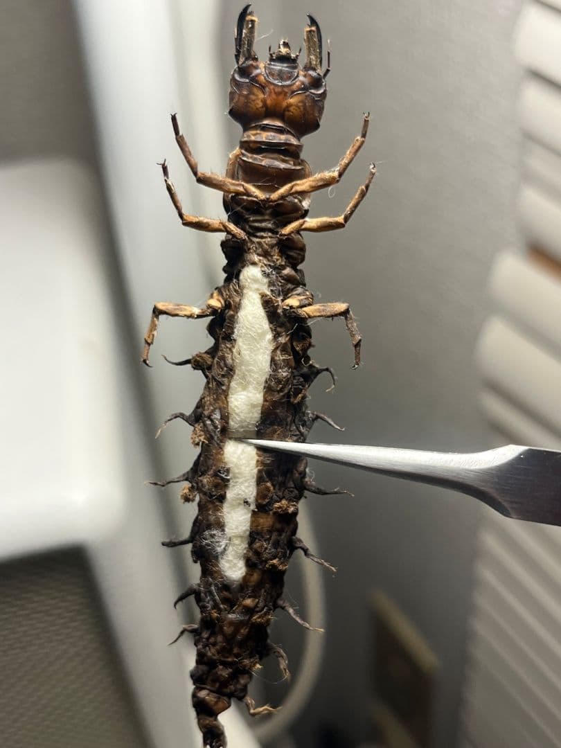 模様綺麗】オオキバヘビトンボ ウスバカゲロウ蜻蛉トンボ 標本 - 標本