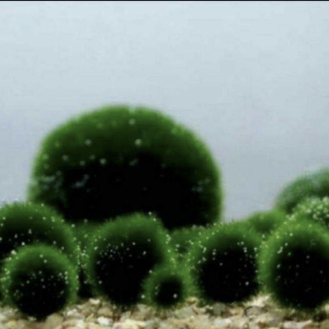 国産マリモ 約1cm 100個 癒しのマリモ無農薬