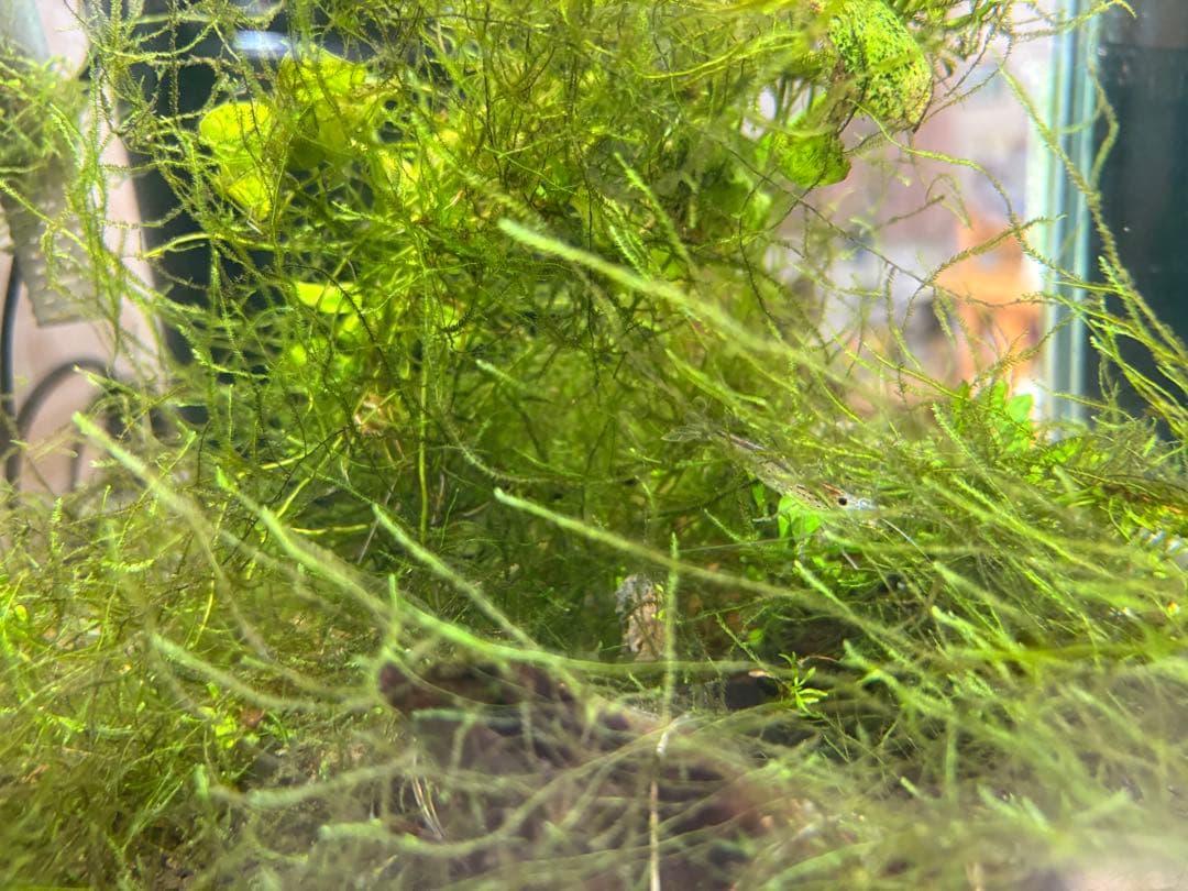 水槽フルセット 引き取り限定