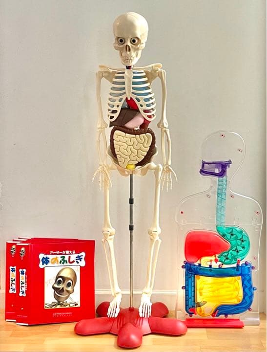 アーサーくん 体のふしぎ