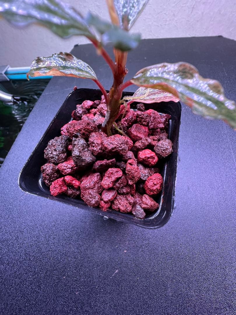 ブセファランドラ sp