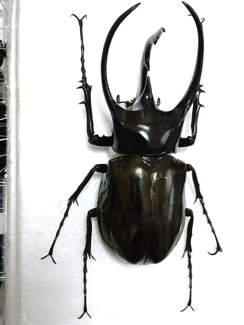 大型ジャワコーカサスオオカブト標本