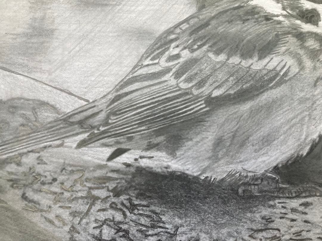 雀　鉛筆画
