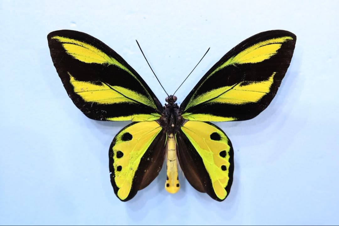 キマエラトリバネアゲハ！金色型！標本！