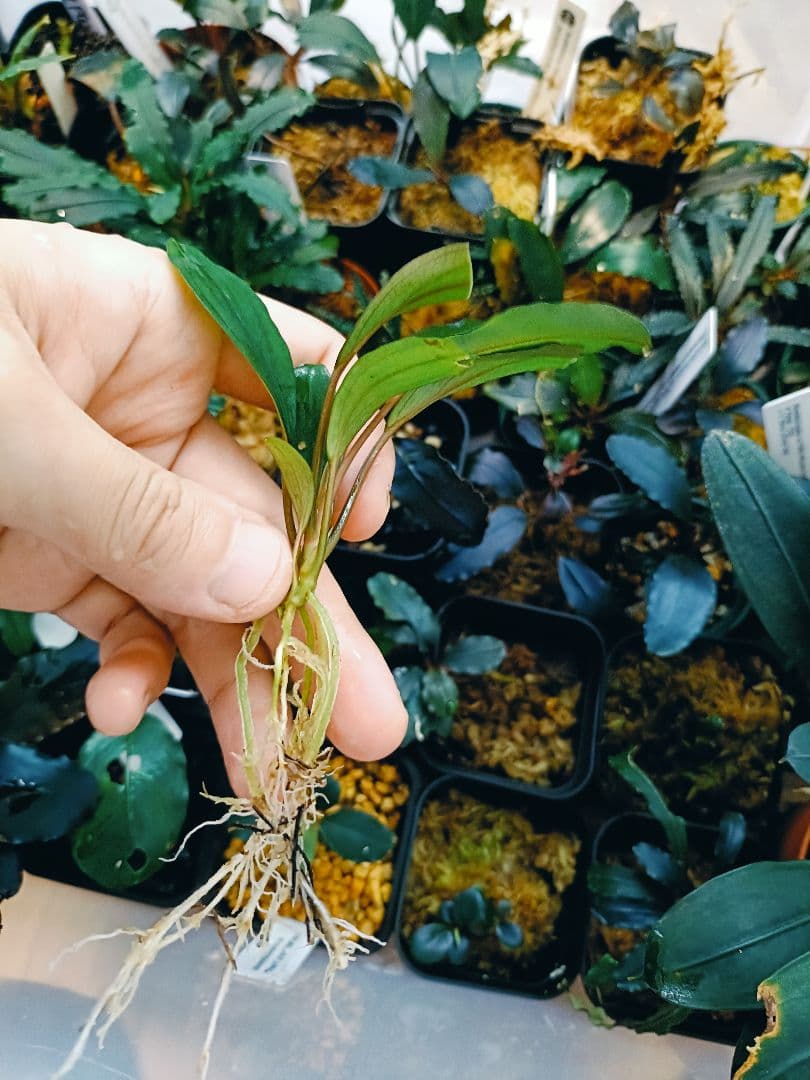 や*代様 ブセファランドラ cf. モトレイアーナ セリアン(チャーム)