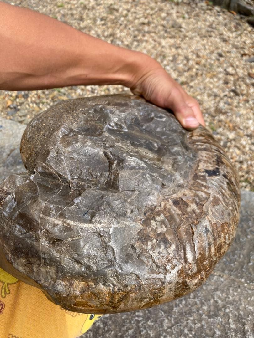 北海道 アンモナイト 夕張産 化石 / 三葉虫 恐竜 釣り