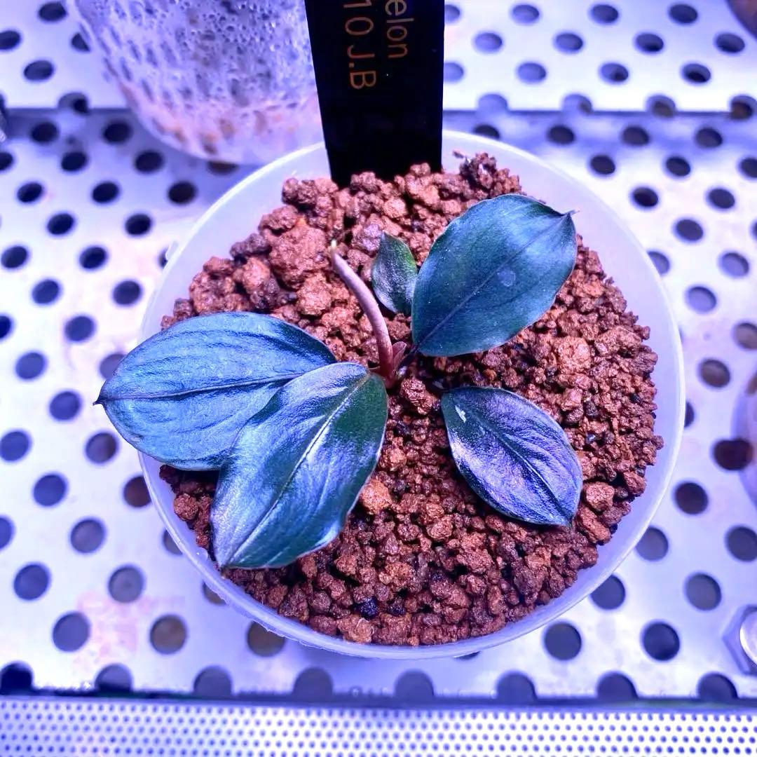 Bucephalandra sp.Blue melon ブルーメロン J.B