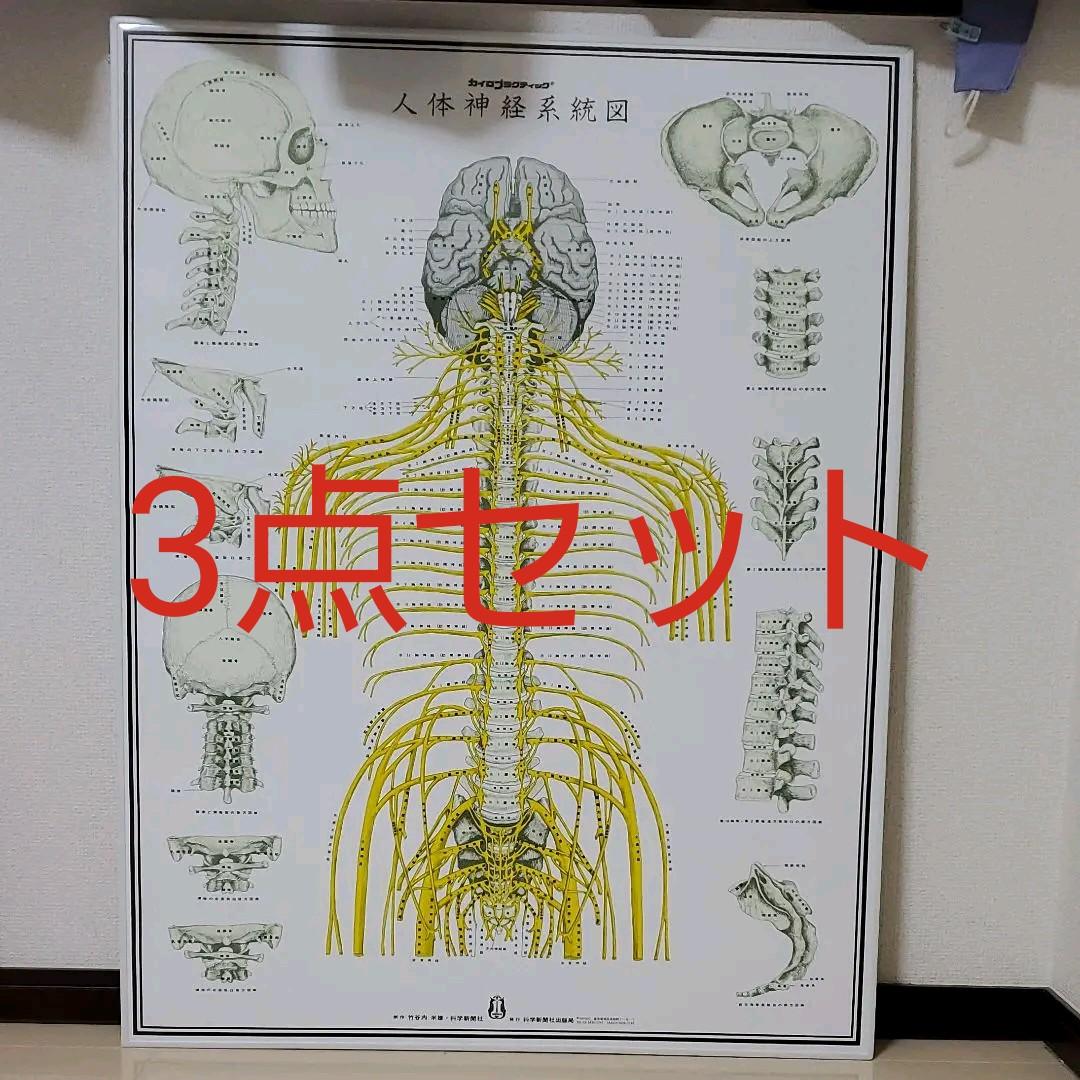 全健会 人体神経系統図・自律神経系統図・カイロプラクティックについて