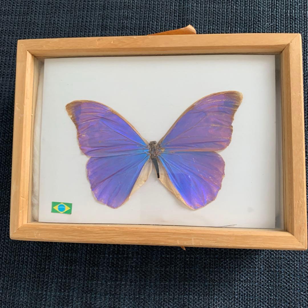 蝶 昆虫 標本 希少 モルフォ マレーシア PAPILLON 木製フレー