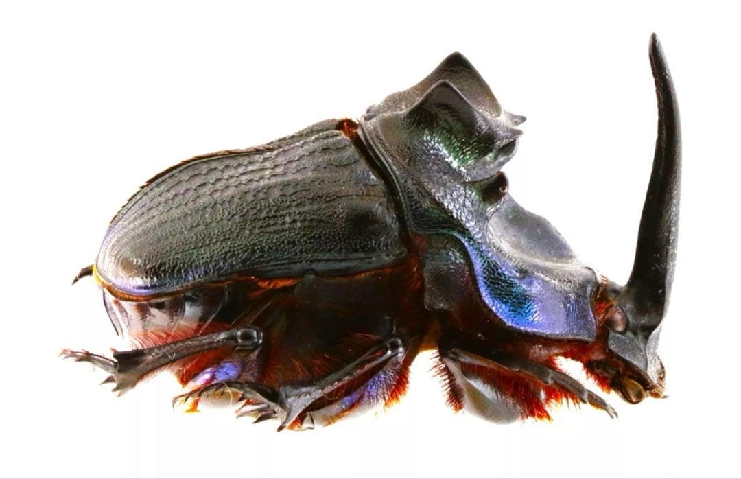 ランキフェルオオニジダイコクコガネ 大型ペア 標本