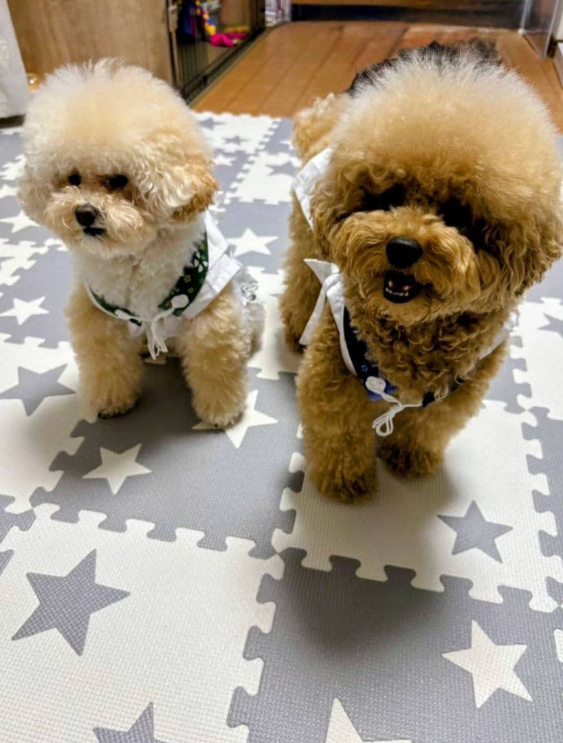 ペット用お遍路白衣三点セット　Мまで ペット用 お遍路白衣三点セット Lサイズ | hana-tsumugiはなつむぎ