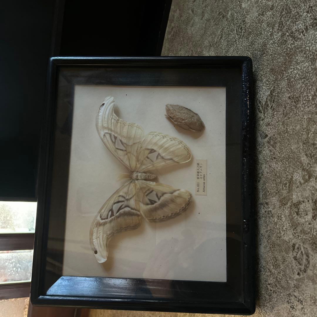 世界最大の蝶 標本 ヨナグニサン Attacus atlas 交渉可能 ジェイ
