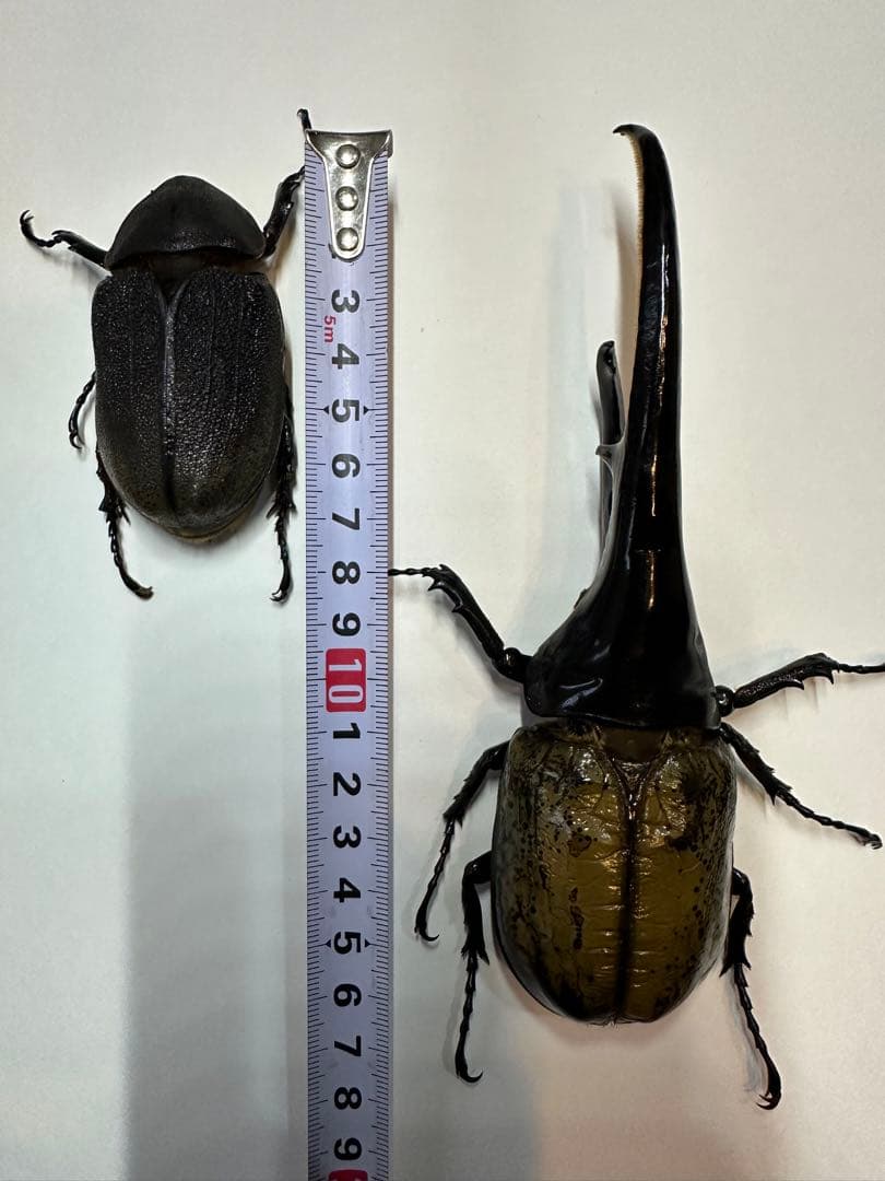 大型 ヘラクレスオオカブト 標本用 乾燥済み 自由研究