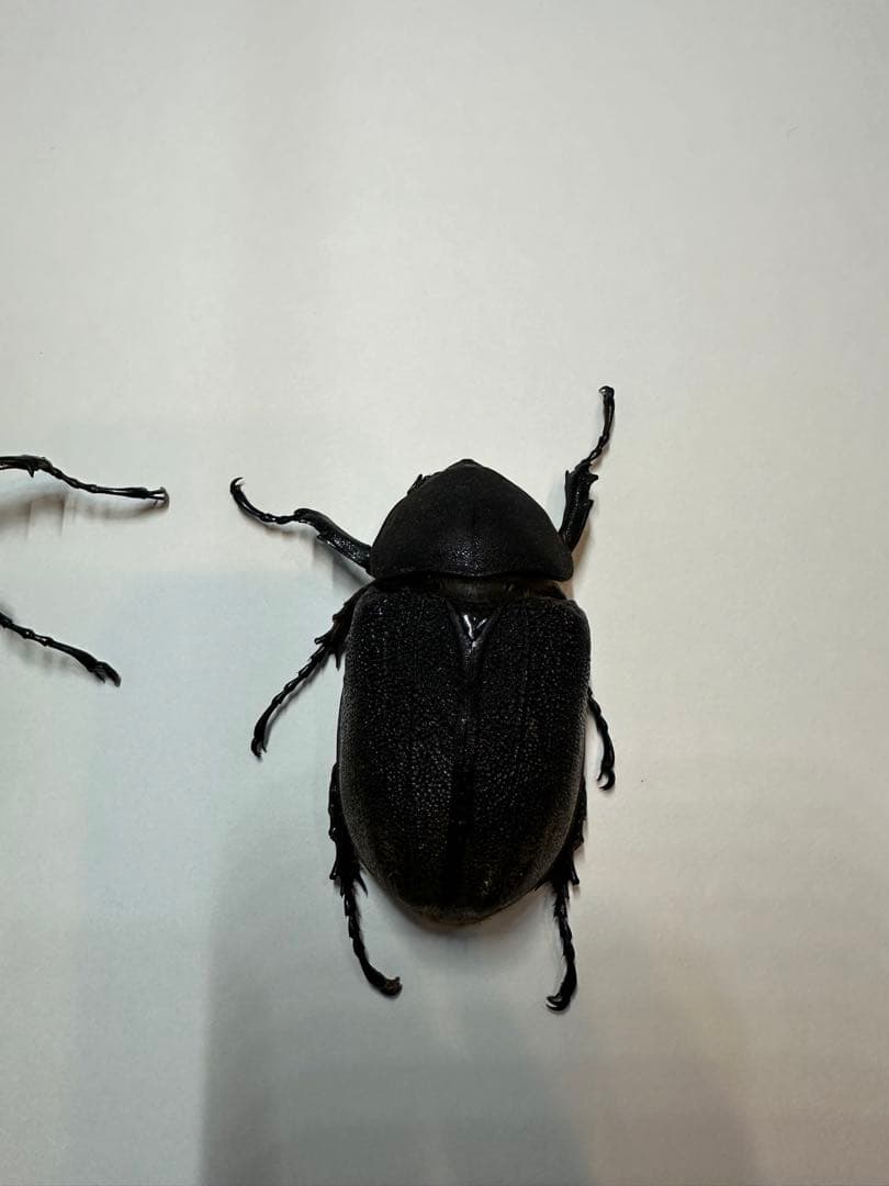 大型 ヘラクレスオオカブト 標本用 乾燥済み 自由研究