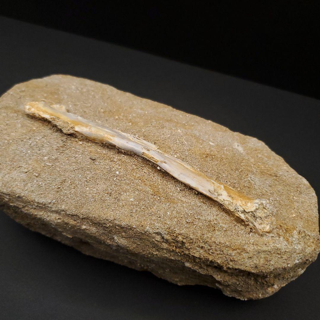 希少 アルシオーネ 骨 化石 本物 モロッコ産 170.29mm yk8