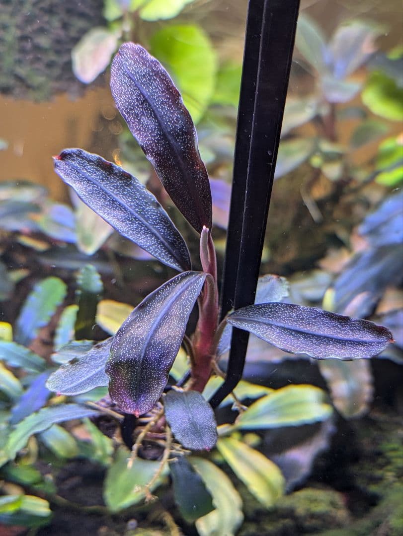 ブセファランドラsp.Demos 3rd【完全水中葉】水の国