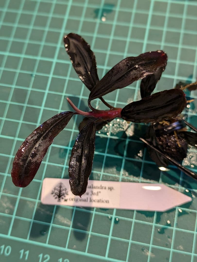 ブセファランドラsp.Demos 3rd【完全水中葉】水の国