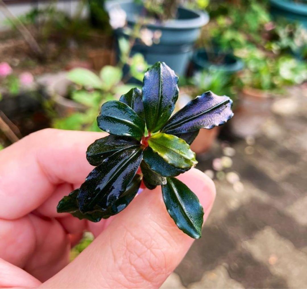 AS便】ブセファランドラsp. Brownie ghost2014の通販はau PAY