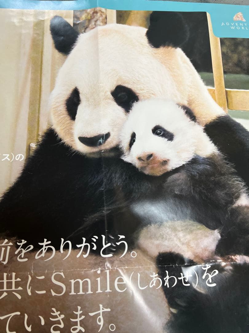 楓浜 アドベンチャーワールド 誕生記念ポスター72×51cm 白浜市配布