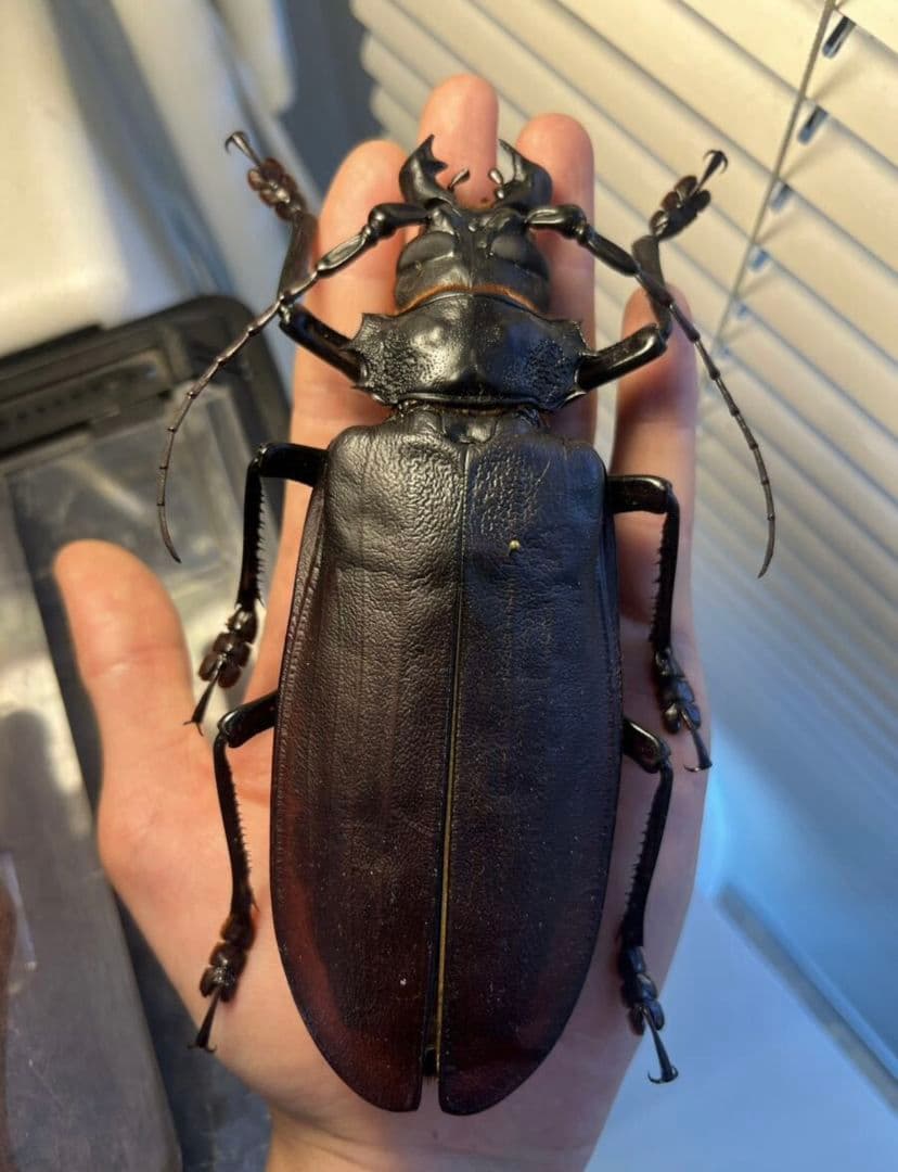 150mm】タイタンオオウスバカミキリ カブトムシクワガタハナムグリ昆虫