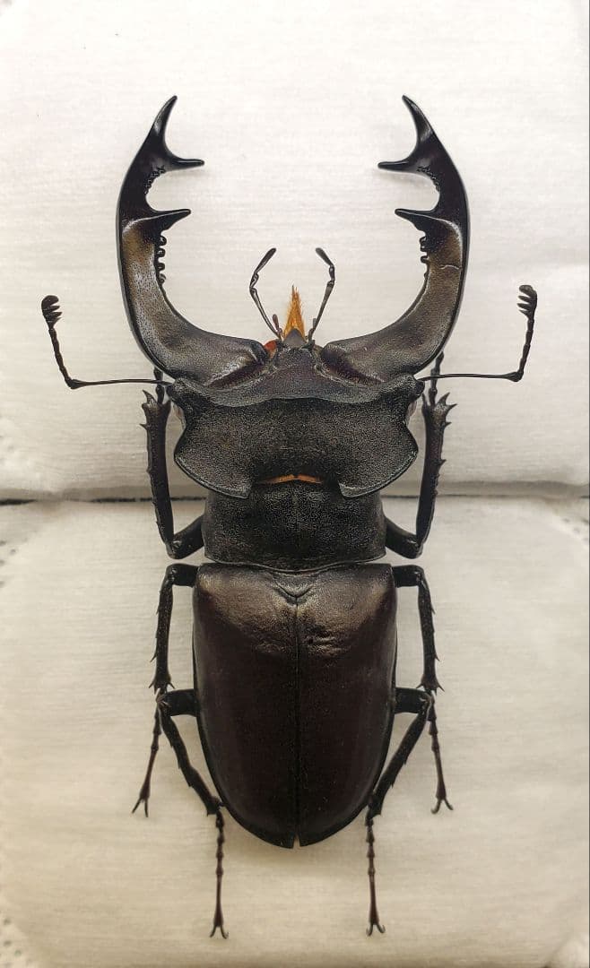 ヨーロッパミヤマクワガタ 63mm 標本 ケルブスミヤマ クワガタ 標本