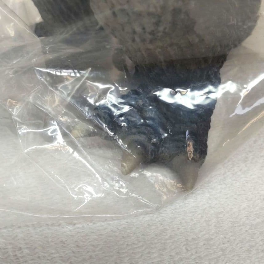 〈開封品〉怪獣無法地帯⭐️CCP ジラース(限定500個)