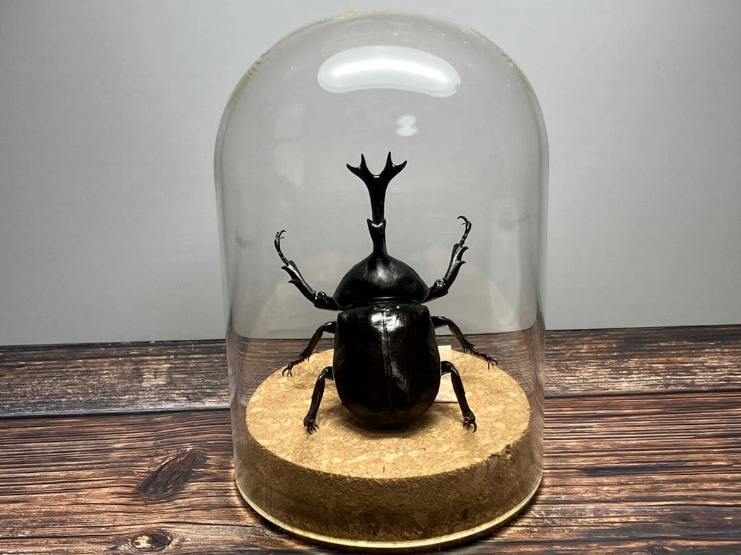 Glass Beetleヤマトカブトムシ標本 GB-006】