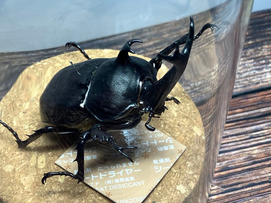 Glass Beetleヤマトカブトムシ標本 GB-006】
