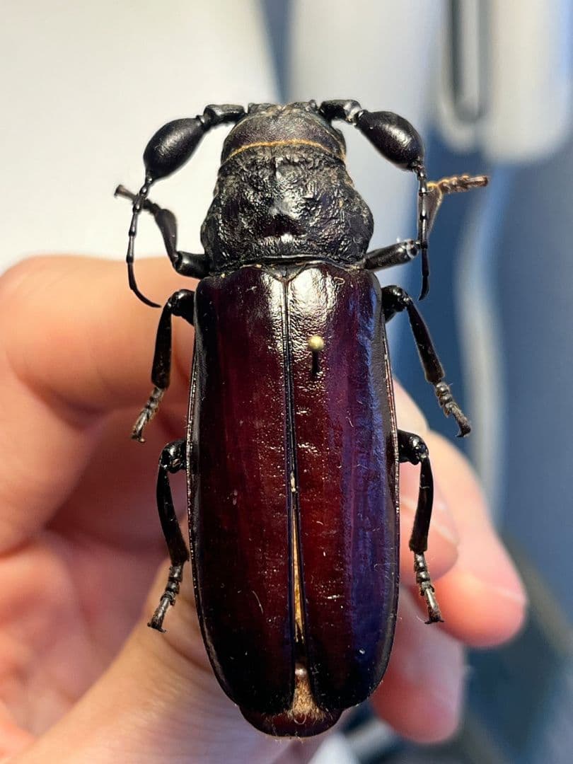一属一種】Bolbotritus bainesiウスバカミキリ 昆虫標本 - メルカリ