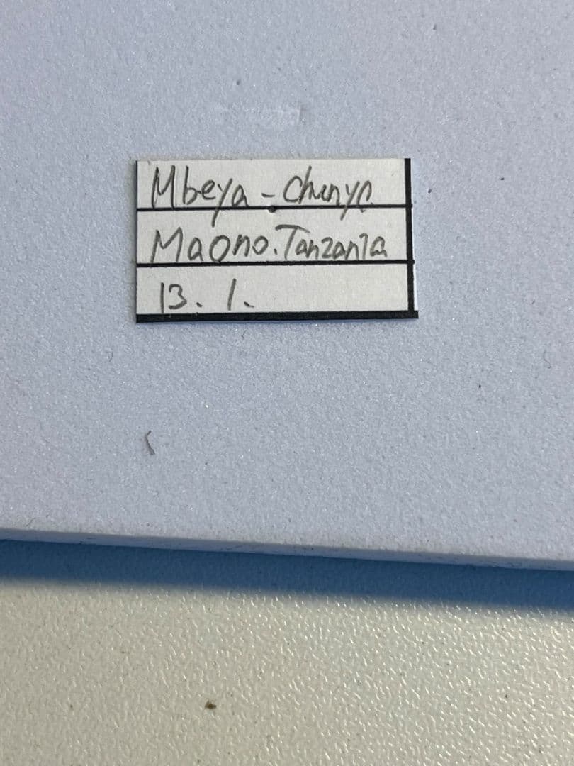 一属一種】Bolbotritus bainesiウスバカミキリ 昆虫標本 - メルカリ