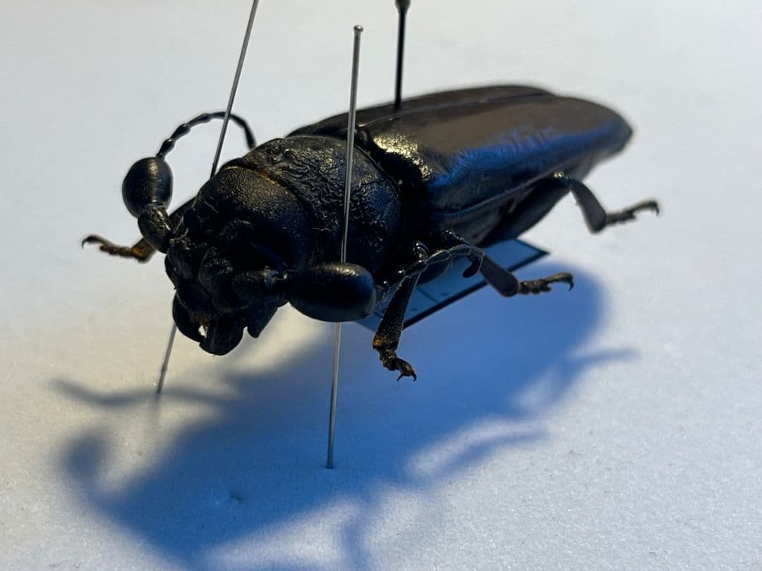 一属一種】Bolbotritus bainesiウスバカミキリ 昆虫標本 - メルカリ