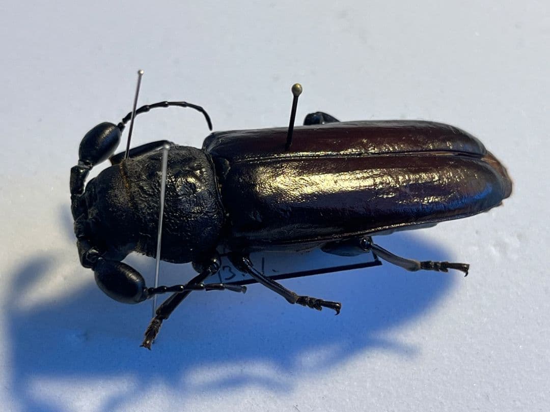 一属一種】Bolbotritus bainesiウスバカミキリ 昆虫標本