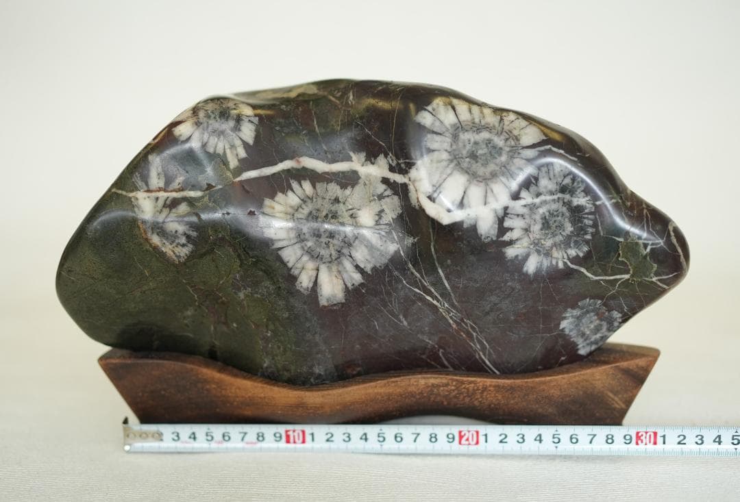 梅化石 菊化石 石盆栽 松盆栽 向日葵鑑賞石盆石水石suiseki