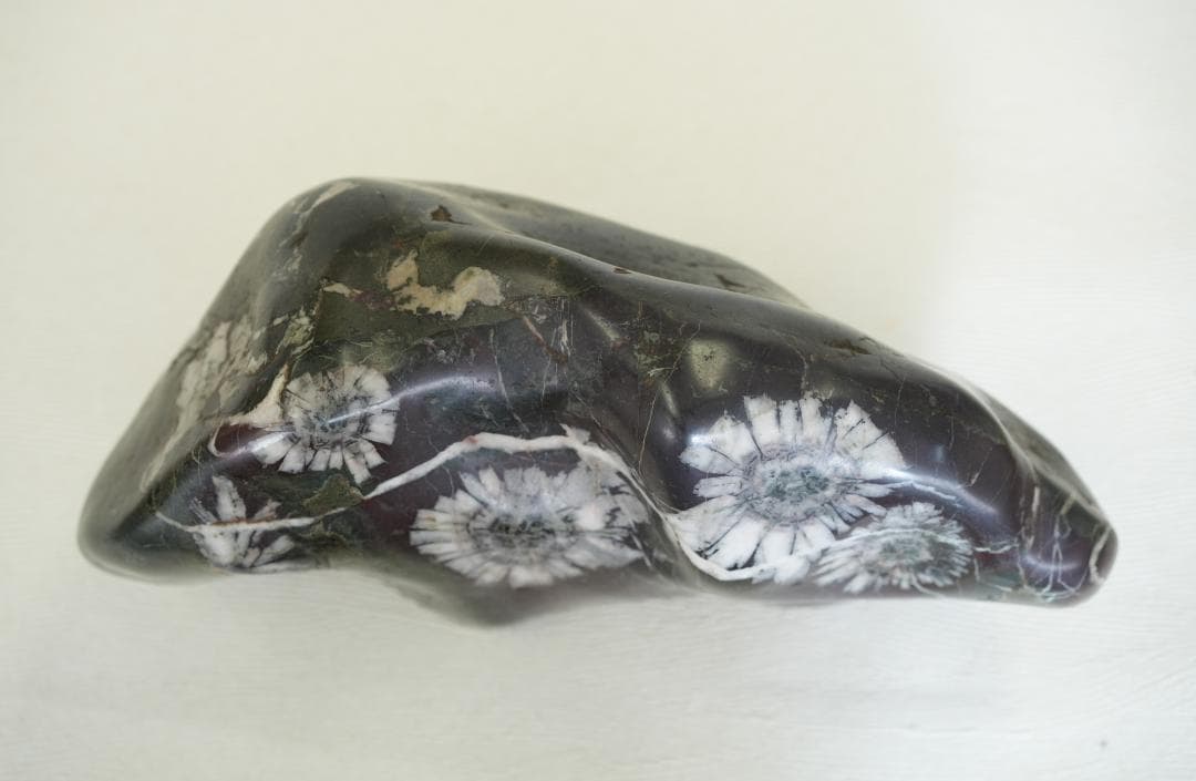 梅化石 菊化石 石盆栽 松盆栽 向日葵鑑賞石盆石水石suiseki