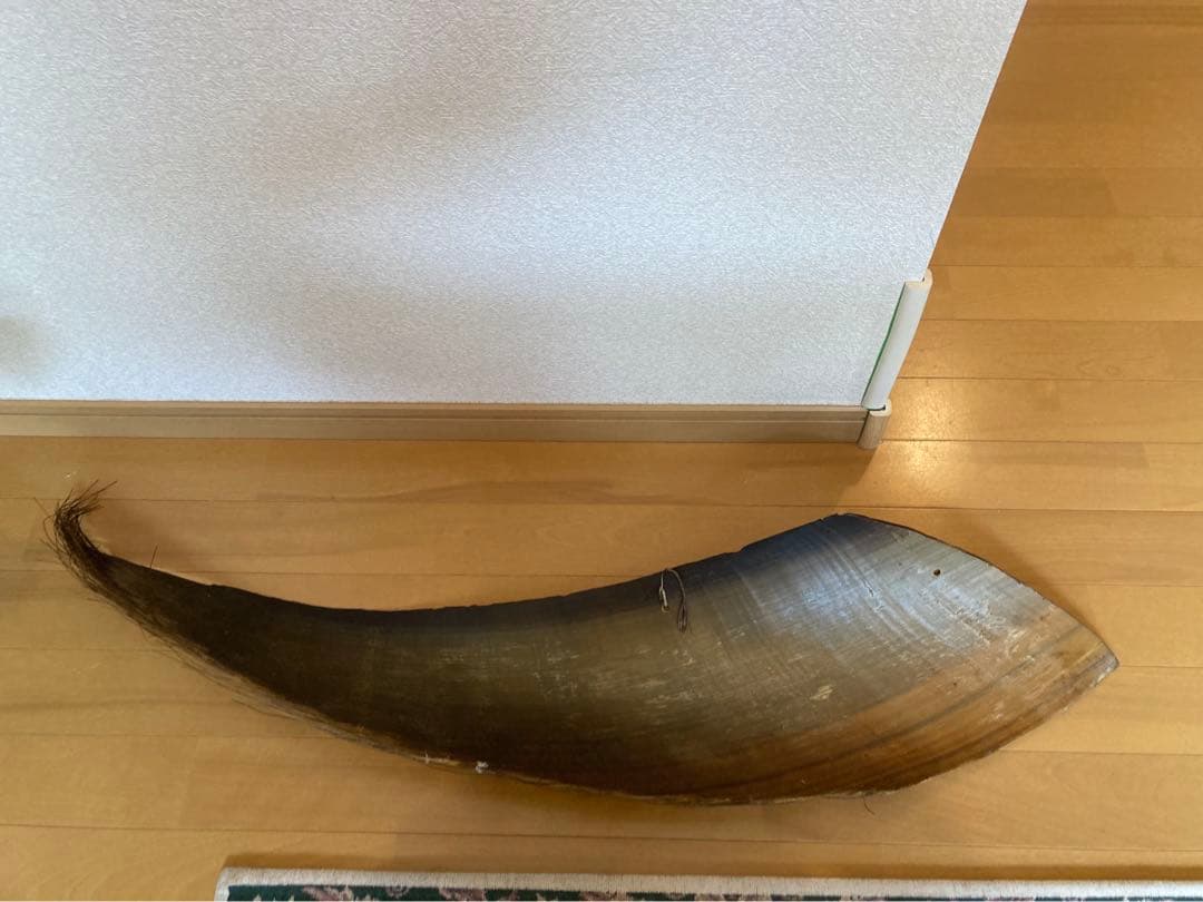 レア 鯨の髭 くじらのひげ板(鯨歯) アクセサリー、インテリアなどに
