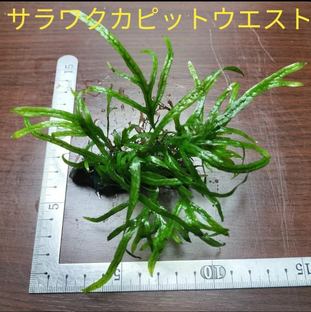 ミクロソリウム サラワク カピットウエスト（石付き） - メルカリ