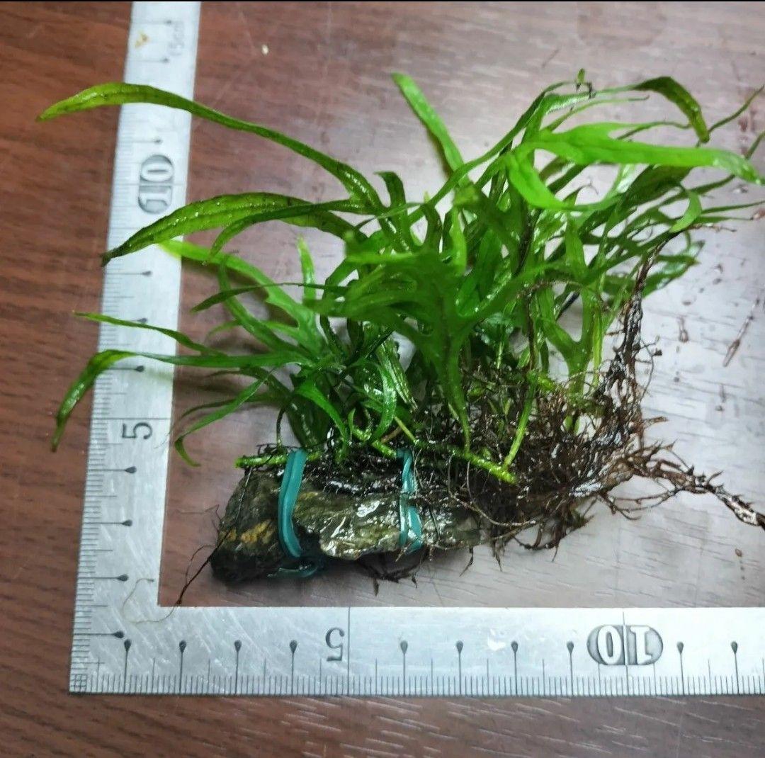 ミクロソリウム サラワク カピットウエスト（石付き） - メルカリ